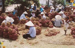 Vì sao người khiếm thị ở vựa hành tím không muốn điều trị mắt?