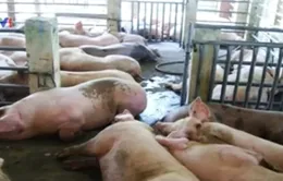 Đồng Nai: Xử phạt cơ sở bơm nước vào lợn
