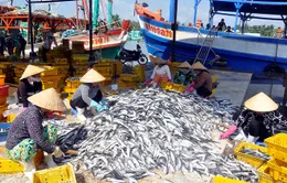 Xây dựng Trung tâm nghề cá lớn tại Hải Phòng