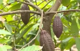 ĐBSCL: Ca cao được mùa, giá tăng