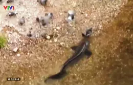 Độc đáo clip cá trê khổng lồ bắt mồi