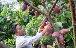 Cacao Việt Nam có hương vị hàng đầu thế giới