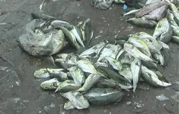 Thừa Thiên - Huế: Cá "tử thần" được bày bán công khai