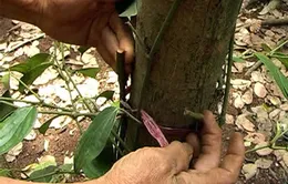 Đồng Nai: Hàng trăm gốc tiêu bị cắt trụi
