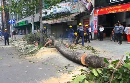 TP.HCM: Cành cây bất ngờ gãy đổ, 2 người bị thương