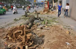 Hà Nội: Hàng nghìn cây xanh bị đốn hạ