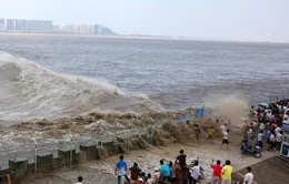 Hãi hùng cảnh thuỷ triều cực mạnh cuốn trôi du khách bên sông Tiền Đường