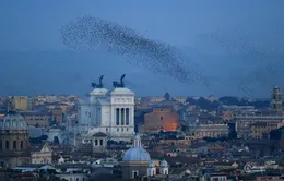 Thủ đô Rome (Italy) tối sầm vì bị chim sáo tấn công