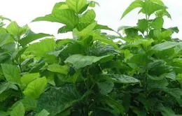Hải Dương: Giống dâu lai cho hiệu quả kinh tế cao