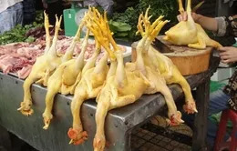 Cách nhận biết gà có nhuộm hóa chất hay không