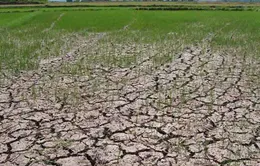 Bộ NN&PTNT ban hành Chỉ thị ứng phó với El Nino