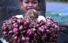 Thông tin người dân bị mù do hóa chất bảo quản hành tím là sai