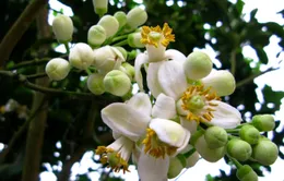 Tháng 3 - Mùa hoa bưởi
