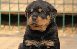 Trào lưu nuôi chó Rottweiler nở rộ