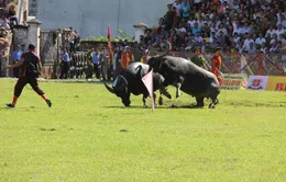 Hôm nay (21/9), chung kết Chọi trâu Đồ Sơn 2015