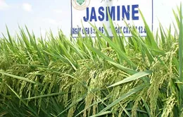 Xem xét chọn giống lúa Jasmine làm thương hiệu gạo quốc gia