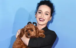 Katy Perry phải đổi số điện thoại vì…cún cưng