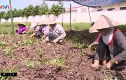 Vĩnh Long: Hơn 100 tấn khoai lang đã được tiêu thụ