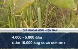 Giá khoai môn sụt giảm