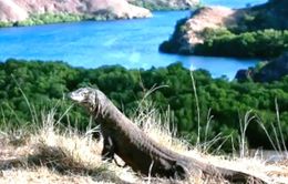 Đảo rồng Komodo - Điểm nhấn du lịch của Indonesia