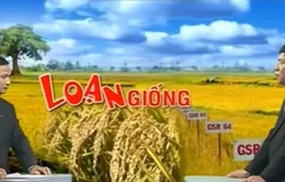 Đứng thứ 2 về xuất khẩu gạo, Việt Nam vẫn chưa có... bộ giống lúa quốc gia