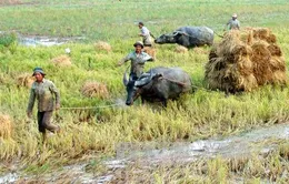 Giá lúa Hậu Giang tăng mạnh trở lại