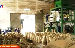 Nông sản Việt chỉ có giá bằng 65% giá thế giới