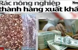 Điểm báo sáng 27/11: Đổi vỏ hạt điều, bã vỏ hạt điều lấy hàng triệu USD