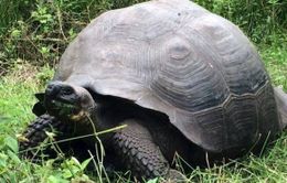 Xác định loài rùa khổng lồ mới tại quần đảo Galapagos, Ecuador