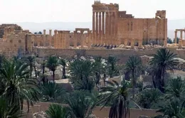 Syria phản công IS tại thành phố Palmyra