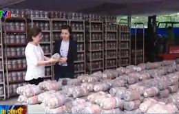 Quỹ bảo lãnh tín dụng TP.HCM hoạt động không hiệu quả