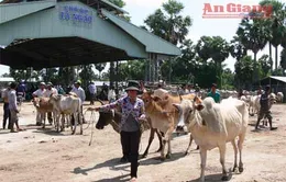 An Giang: Khó kiểm soát tình trạng nhập trâu bò qua biên giới