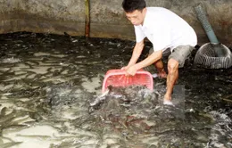 Trà Vinh: Giá cá lóc giảm mạnh
