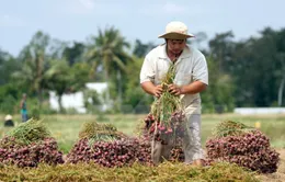 Hành tím Sóc Trăng tăng giá gấp 4 lần