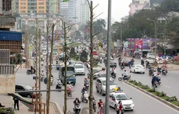Trồng cây lát hoa thay cây mỡ trên đường Nguyễn Chí Thanh, Hà Nội