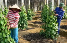 Bình Định mở rộng diện tích hồ tiêu