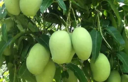 Đề nghị Nhật Bản mở cửa cho xoài Việt Nam