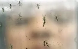 Bộ Y tế nhận định về chủng virus Zika tại Việt Nam