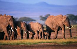 Kenya tiêu hủy 105 tấn ngà voi