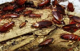 6 cách đơn giản đuổi gián ra khỏi nhà