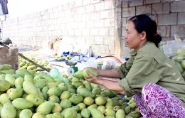 Giá xoài giảm mạnh do tin đồn thất thiệt