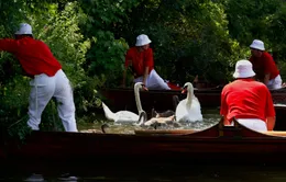 Truyền thống đếm thiên nga trên sông Thames ở Anh