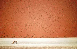 Thiên nhiên đẹp lặng người trong ảnh dự thi của National Geographic