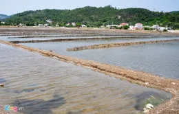 Rớt giá “thê thảm”, diêm dân bỏ hoang ruộng muối Sa Huỳnh