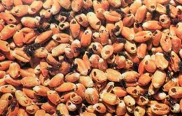 Dừng nhập khẩu lạc từ Senegal vì phát hiện 2 loại mọt nguy hiểm