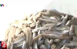 Cá biển chết hàng loạt tại Khánh Hòa