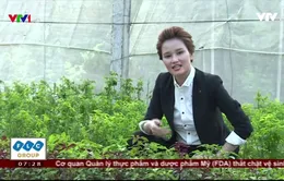 Không phải thuốc trừ sâu, rau xanh đang được “tắm” bằng thứ bột này
