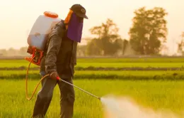 Châu Âu hạn chế sử dụng hóa chất diệt cỏ Glyphosate