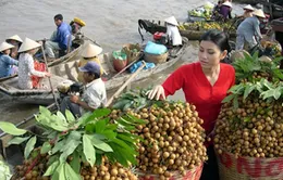 Ban Chỉ đạo Tây Nam Bộ sẽ là đầu mối liên kết vùng ĐBSCL