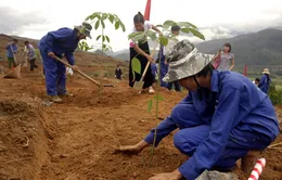 Miễn tiền thuê đất trồng cao su tái canh